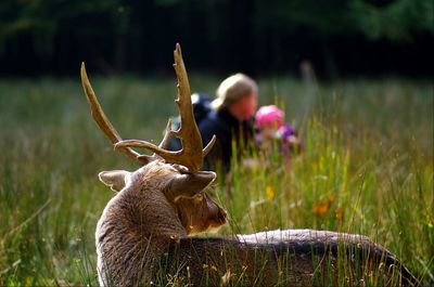 Close-up of deer on field