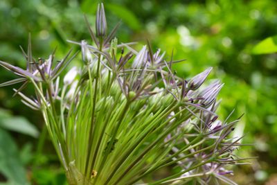 Plant blooming in spring