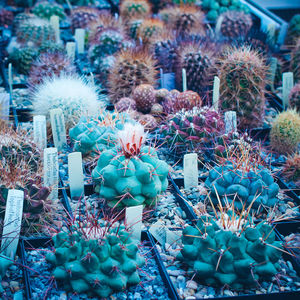 Full frame shot of colorful flowers