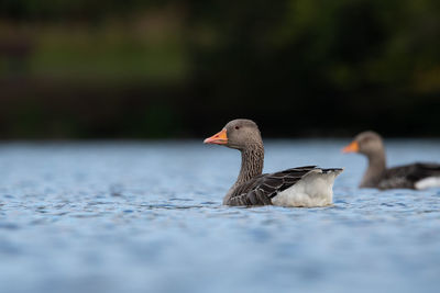 Close-up of ducks swimming in water