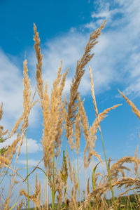 Low angle view of stalks in field against blue sky