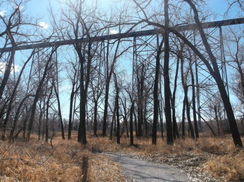 Bare trees in forest