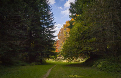 Scenic view of trees in forest against sky