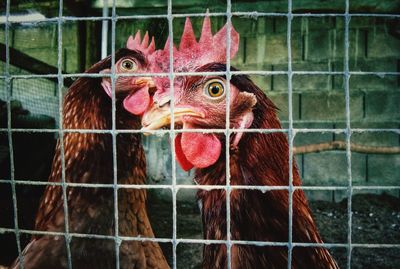 Close-up of a parrot in cage