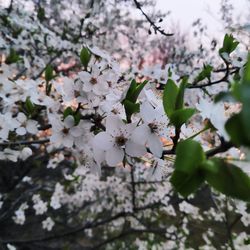 Close-up of white cherry blossoms in spring