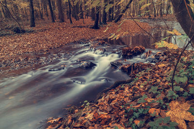 Forest river in autumn forest