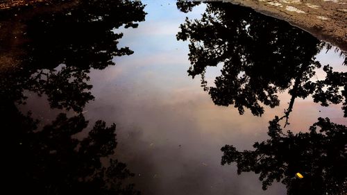 Reflection of trees in lake