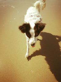 Dog on sand