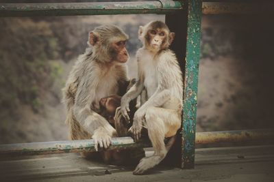 View of two monkey sitting on wall