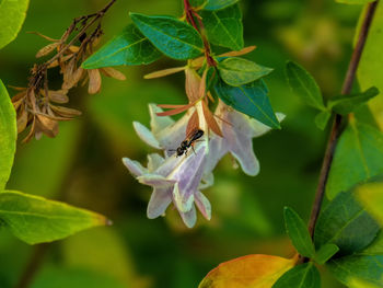 Close-up of insect on flower