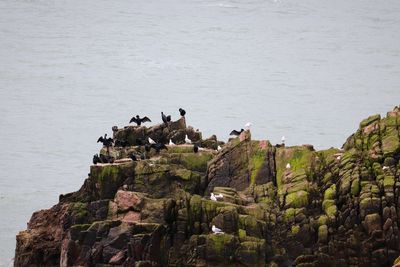 High angle view of people on rock by sea