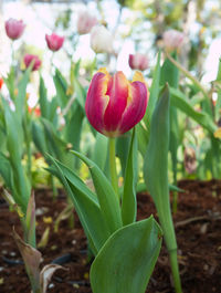 Close-up of red tulip flower