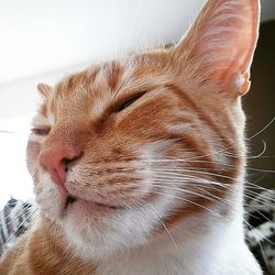 Close-up of a cat