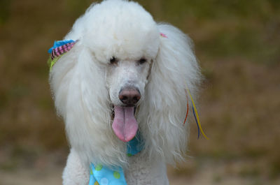 Pretty white standard poodle dog groomed.
