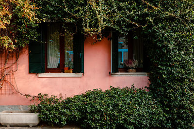 Dwelling covered with green plant in burano