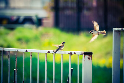 Bird flying against blurred background