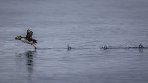 A puffin sprints across the water in another bid to start flying leaving splashes at each step