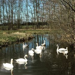Bird flying over lake