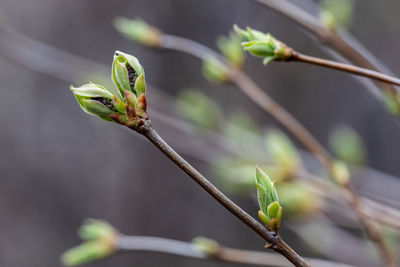 branch