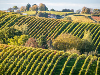 Scenic view of vineyard