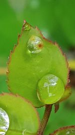 Close-up of green leaf on water