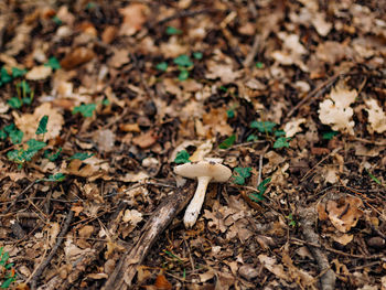 High angle view of mushroom growing on field