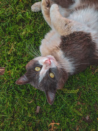 High angle view of a cat on field