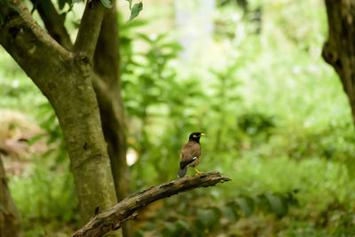 Bird perching on a tree