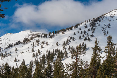 Low angle view of pine trees against sky