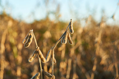 Close-up of plant against blurred background