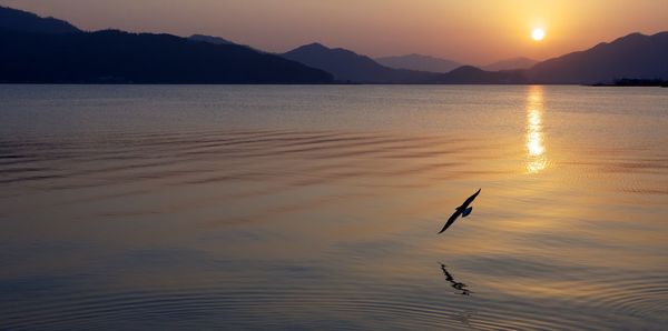 Silhouette bird flying over sea against sky during sunset