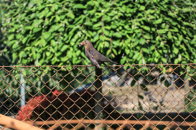 Bird perching on a fence