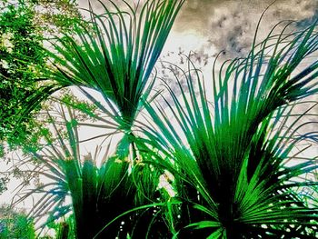 Low angle view of palm leaves