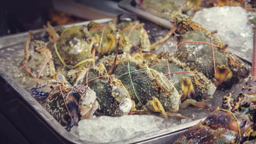 Many crabs are rope tied and frozen in metal tray in front of seafood restaurant in thailand.