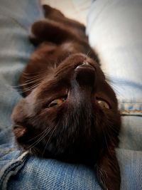 Close-up of a dog resting on bed