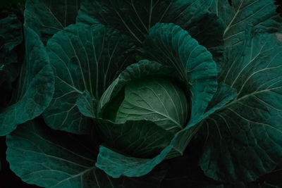 Close-up of green leaves