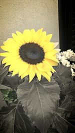 Close-up of sunflower field