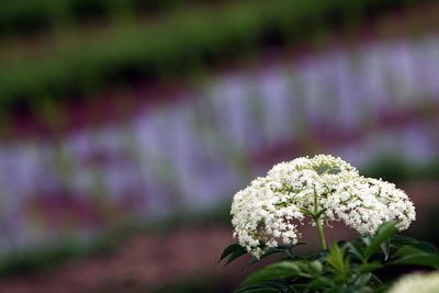 Close-up of purple flowering plant