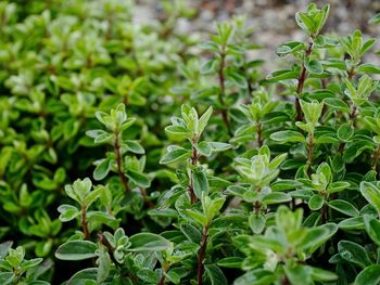 Close-up of fresh green leaves