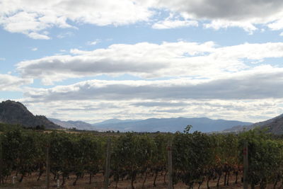 Scenic view of vineyard against sky