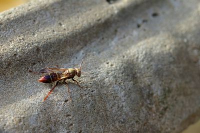 Close-up of insect