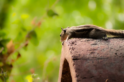 Close-up image of a squirrel