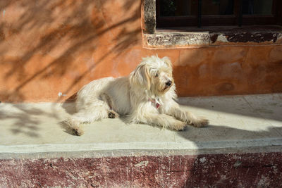 Dog lying down