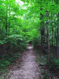 Footpath amidst trees in forest