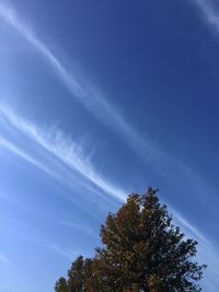 Low angle view of tree against blue sky