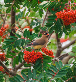Close-up of bird perching on branch
