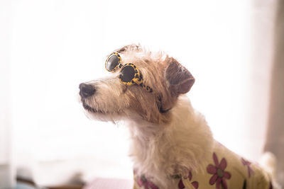 Close-up of a dog looking away