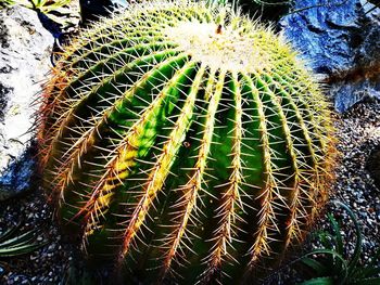 High angle view of cactus on field