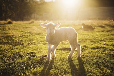 Cute lamb in a field 