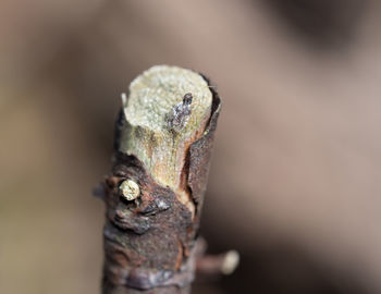 Close-up of lizard on tree trunk